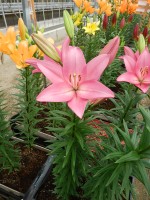 [5100 Francesca VH No01.JPG]